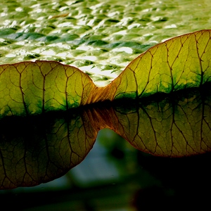 Feuilles de grand nymphéa et reflets dasn l'eau - Belgique  - collection de photos clin d'oeil, catégorie plantes